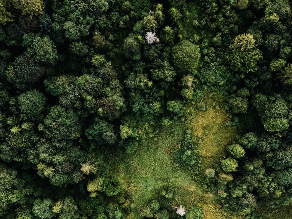 Skov oppefra